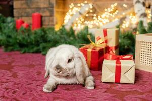 A gray lop-eared rabbit lies on the carpet near a red gift box in front of the fireplace photo