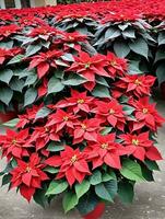 Photo Of Christmas Poinsettia Plant In Bloom. AI Generated