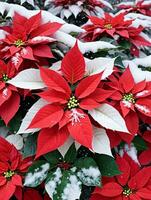 Photo Of Christmas Poinsettia Plant Surrounded By Snowflakes. AI Generated