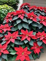 Photo Of Christmas Poinsettia Plant In Bloom. AI Generated