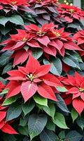 Photo Of Christmas Poinsettia Plant In Bloom. AI Generated
