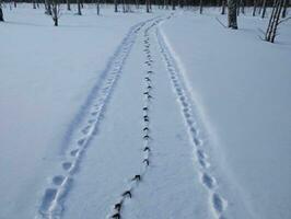 A Trail In The Snow With Footprints In The Snow. AI Generated photo