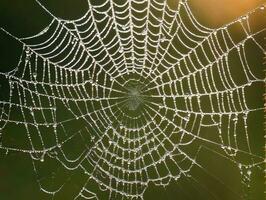 A Spider Web With Water Droplets On It. AI Generated photo