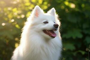 pomeranio raza perro en el calle. ai generado foto