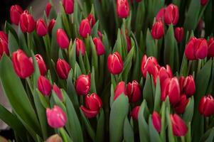 Red kung fu tulips with green leaves grow in the ground photo