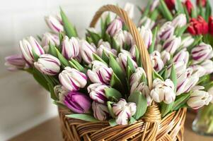 Striped tulips of the fleming flag variety stand on the table in a basket photo