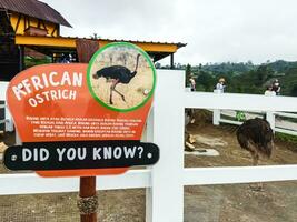 Cepogo, Boyolali, Central Java, Indonesia - 29 April 2023. A view of people visiting the emu enclosure, African Ostrich seen at the Cepogo Cheese Park. photo