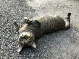 Upside Down Cat Laying On the Road photo