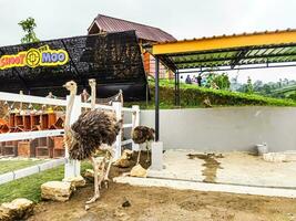 Cepogo, Boyolali, Central Java - April 29, 2023. African Ostriches. Ostriches. Ostriches walk in the paddock at Cepogo Cheese Park. photo