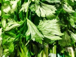 Close up of fresh celery leaf photo