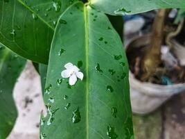 Wet leaves after rain with flowers on them. photo