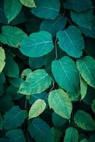 green japanese knotweed plant leaves in springtime, green background photo