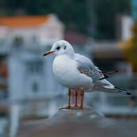 seagulls on the railing in the port photo