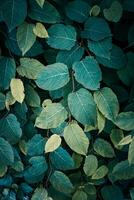green japanese knotweed plant leaves in springtime, green background photo