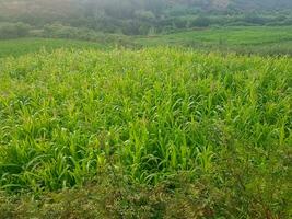 Great Millet field grows in the original nature photo