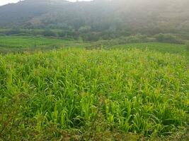 Great millet is great in rural landscapes photo