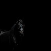 un majestuoso negro caballo en pie en el oscuridad ai generado foto