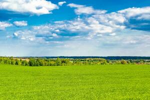 Beautiful horizon scenery in village meadow on color natural background photo