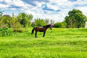 Hermoso semental de caballo marrón salvaje en la pradera de flores de verano foto