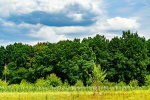 Beautiful horizon scenery in village meadow on color natural background photo