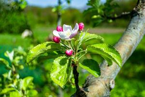 Photography on theme beautiful fruit branch apple tree with natural leaves under clean sky photo