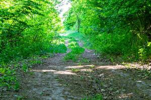 Photography on theme beautiful footpath in wild foliage woodland photo