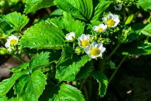 Photography on theme beautiful berry branch strawberry bush with natural leaves photo