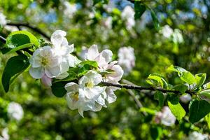 Photography on theme beautiful fruit branch apple tree with natural leaves under clean sky photo