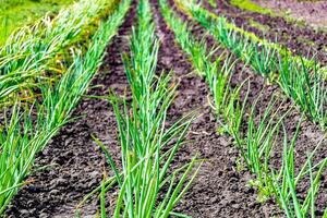 fotografía en tema hermosa cebolla vegetal planta con napiforme piel foto