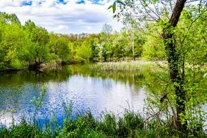 Beautiful grass swamp reed growing on shore reservoir in countryside photo