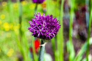 Flor de belleza salvaje con néctar que florece en el campo de campo foto