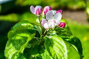 Photography on theme beautiful fruit branch apple tree with natural leaves under clean sky photo