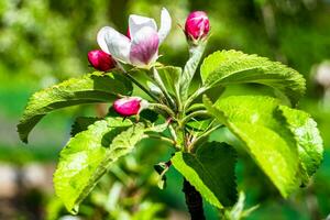 Photography on theme beautiful fruit branch apple tree with natural leaves under clean sky photo