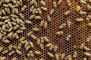 Abstract hexagon structure is honeycomb from bee hive filled photo