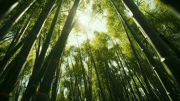 luz de sol filtración mediante un denso bambú bosque ai generado foto