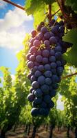 A cluster of ripe grapes hanging from a vine in a vineyard AI Generated photo