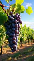 Grapes hanging from a vine AI Generated photo