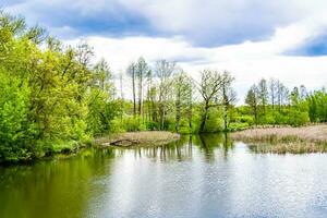 Beautiful grass swamp reed growing on shore reservoir in countryside photo