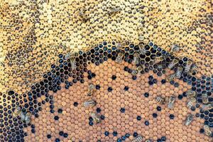 La estructura hexagonal abstracta es un panal de abejas lleno de colmena foto