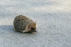 Photography on theme beautiful prickly little hedgehog goes into dense wild forest photo