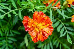 Fine wild growing flower marigold calendula on background meadow photo