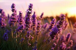 un hermosa lavanda campo con el Dom ajuste en el antecedentes ai generado foto