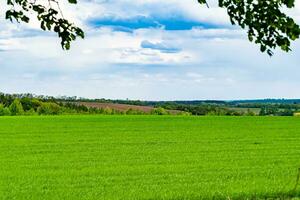 Beautiful horizon scenery in village meadow on color natural background photo