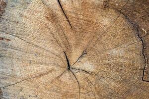 Beautiful wooden fracture old oak, natural texture close up photo