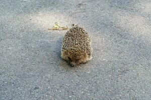 Photography on theme beautiful prickly little hedgehog goes into dense wild forest photo