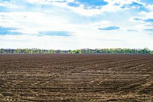 Photography on theme big empty farm field for organic harvest photo