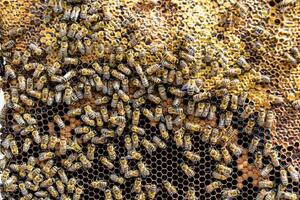 Abstract hexagon structure is honeycomb from bee hive filled photo