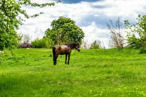 Hermoso semental de caballo marrón salvaje en la pradera de flores de verano foto