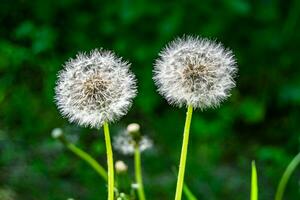 Beautiful wild growing flower seed dandelion on background meadow photo