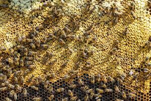 La estructura hexagonal abstracta es un panal de abejas lleno de colmena foto